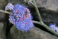 Memecylon umbellatum